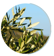 Neuro Serge ingredients